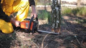 Best Weed Control  in Fort Lewis, WA