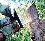 Best Fruit Tree Pruning  in Fort Lewis, WA