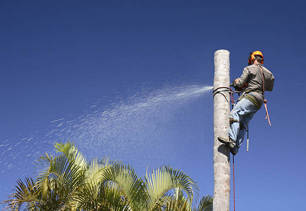 Best Lawn Renovation and Restoration  in Fort Lewis, WA