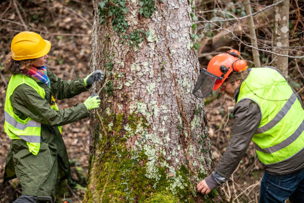 Professional Tree Care in Fort Lewis, WA
