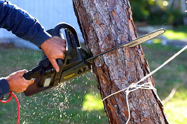 Best Tree Maintenance Programs  in Fort Lewis, WA