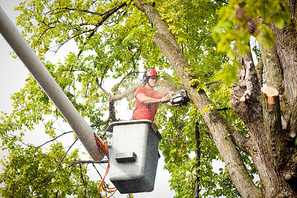Best Stump Grinding and Removal  in Fort Lewis, WA